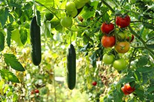 Image of Tomato and Cucumber Growing for Learn Q The Hidden Dangers of Fresh Vegetables blog