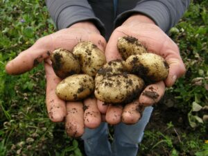 Image of potatoes for Learn Q The Most Popular Vegetables Consumed in The UK blog